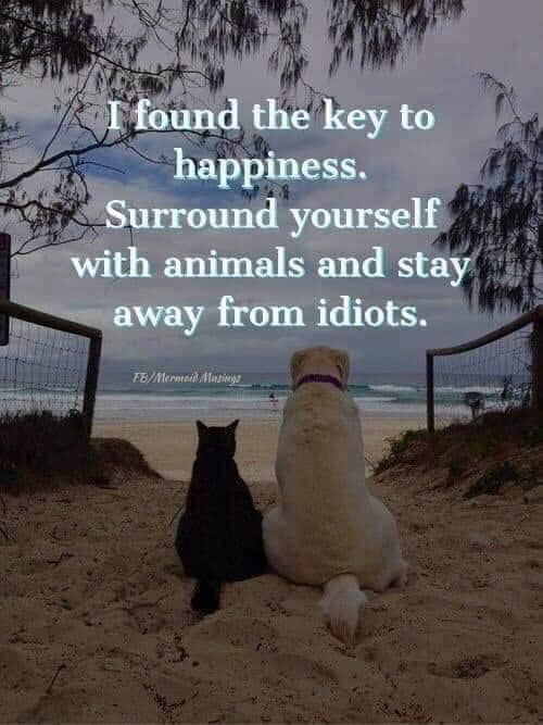 𝕏 Dogs tweet media