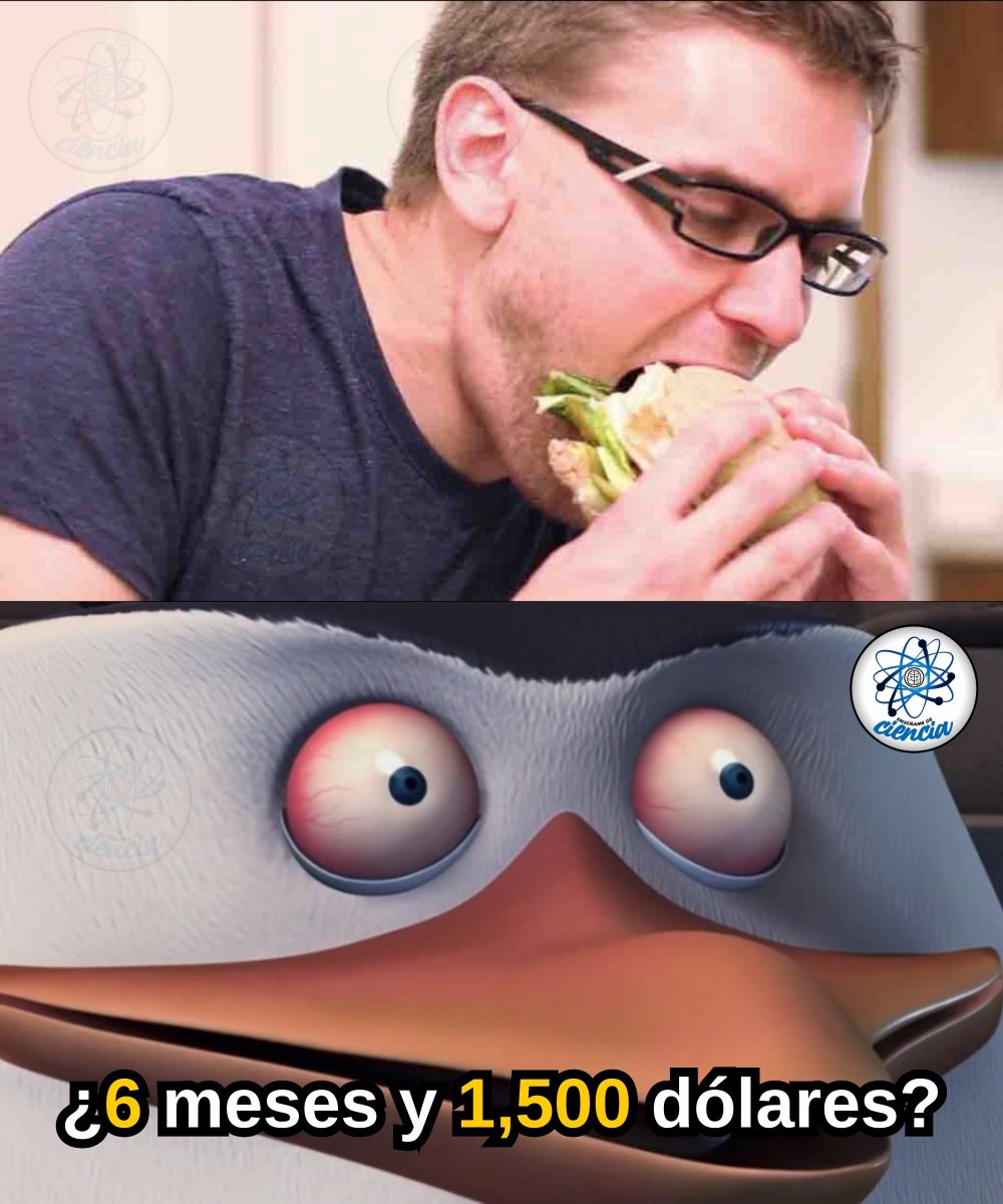 El youtuber Andy George decidió que quería preparar un simple sándwich… pero hacerlo desde cero, literalmente desde la raíz. Lo que parecía una idea divertida se convirtió en uno de los experimentos más extremos sobre el valor real de los alimentos. 🌾🍅🐔

Sembró trigo, hizo su