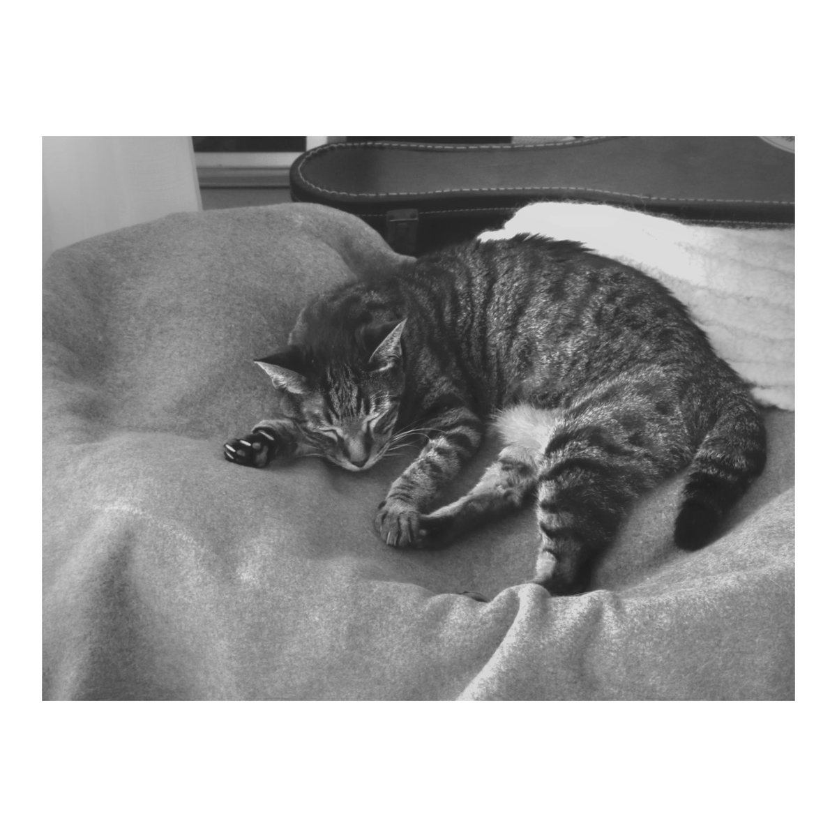uu_np8's tweet photo. Sleeping
#monochrome #cat #photography #blackandwhitephotography #classicmono https://t.co/thI5OaAtyz