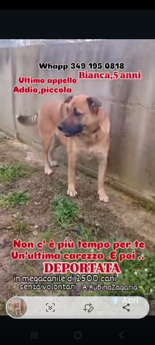 Gioia46507476's tweet photo. BIANCA STA PER ESSERE TRASFERITA IN UN MEGA CANILE SENZA VOLONTARI‼️ SI TROVA NEL CANILE SANITARIO DI COSENZA. ☎️ 3491950818 🙏 🙏🙏❤️❤️❤️❤️❤️❤️❤️❤️❤️ https://t.co/KQYu3SRYqQ