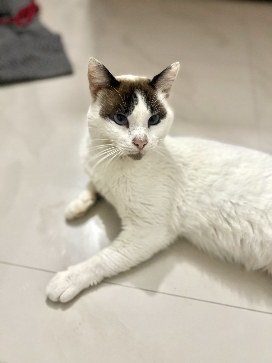 Gente de SC‼️Él es Catire, lo rescaté hace semanas, estaba en la calle enfermo sin comer… Ya está recuperado, le he brindado cuidados pero no puedo tenerlo en casa😭 Necesita un hogar permanente que lo quiera y cuide. Me comprometo a ser su madrina, castrarlo y vacunarlo 🥺