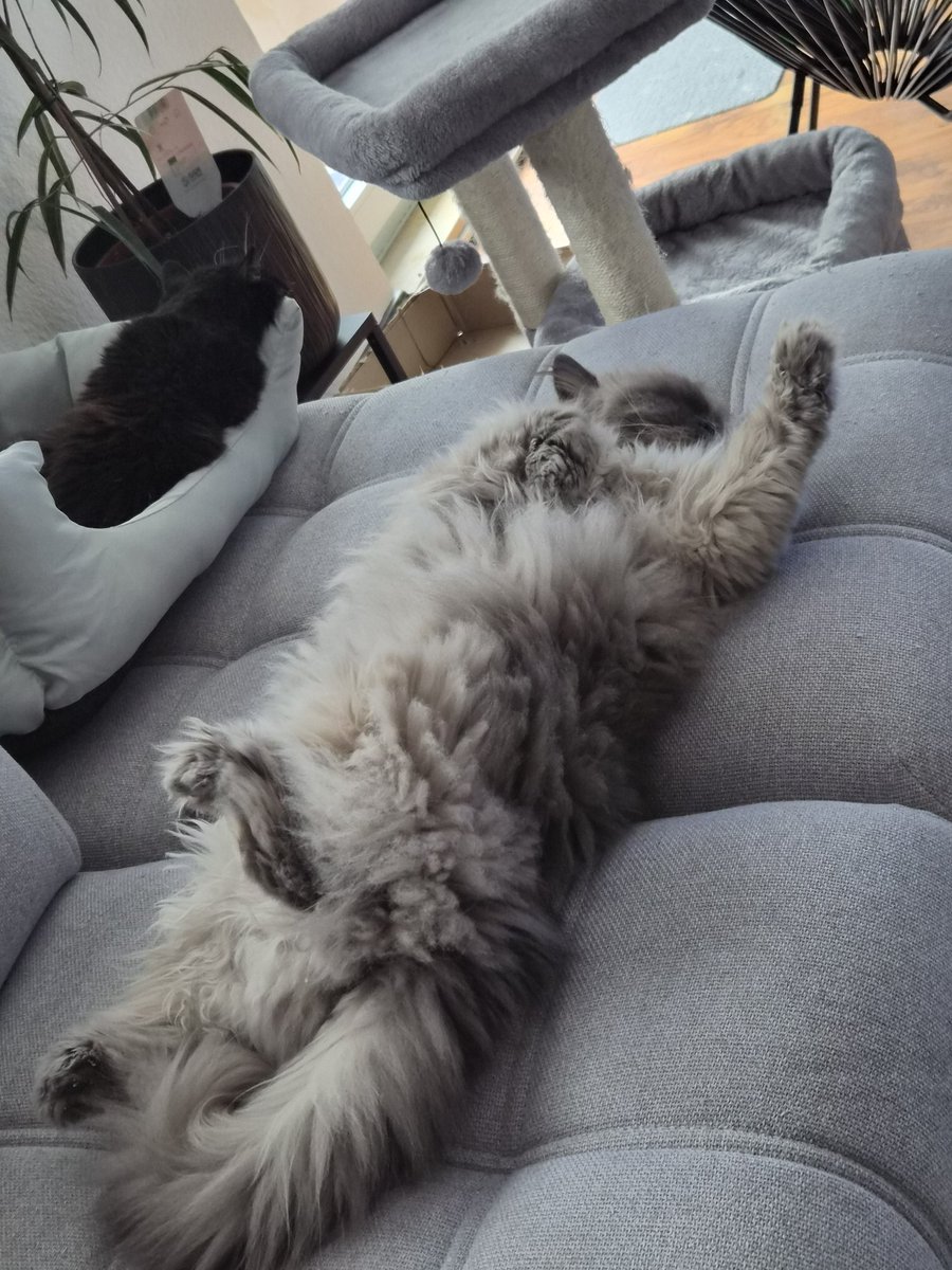 Prince #MiguelForTekken8 tweet media