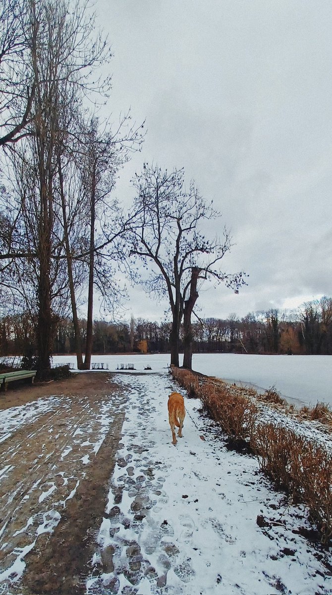 FrauPelusa's tweet image. Los días de mi perro llegan a su fin. Me pregunto si este dolor tan grande tiene que ver con dejar ir a una criatura que, durante trece años, me ha dado, con inocencia y dulzura, la única riqueza que tenía para dar: su vida.