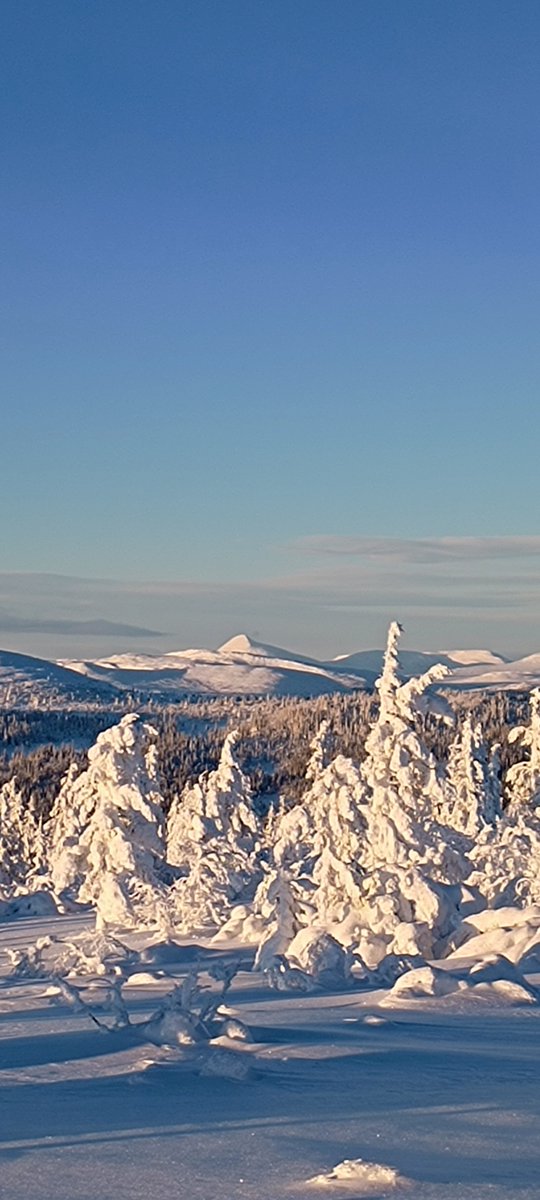 Elche Melanche (@land_helge) on Twitter photo 