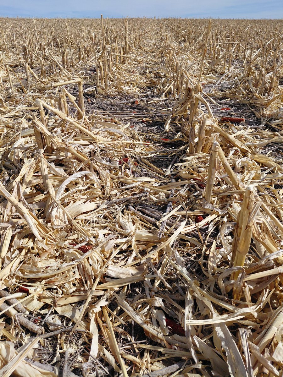 farmerjim13's tweet image. Last year's corn residue is going to help so much in the long run.