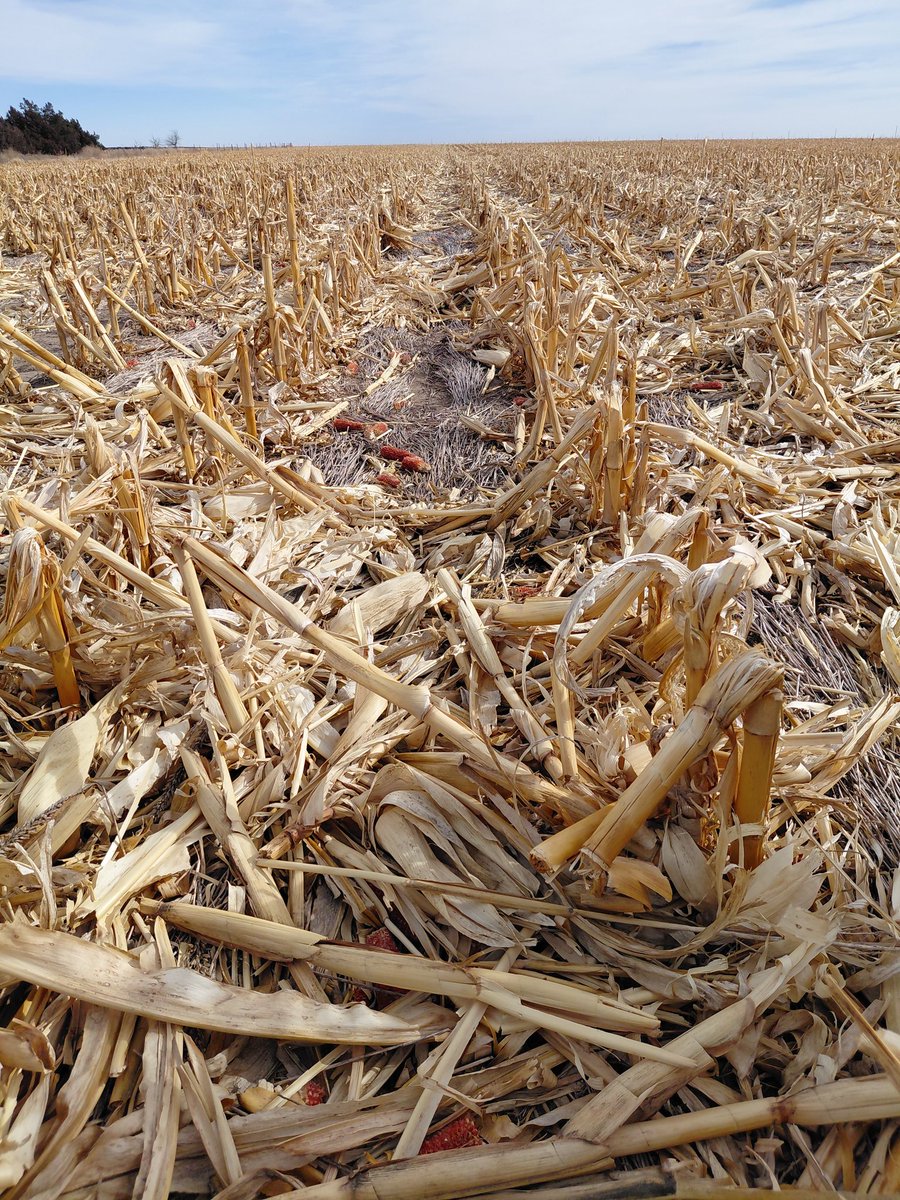 farmerjim13's tweet image. Last year's corn residue is going to help so much in the long run.