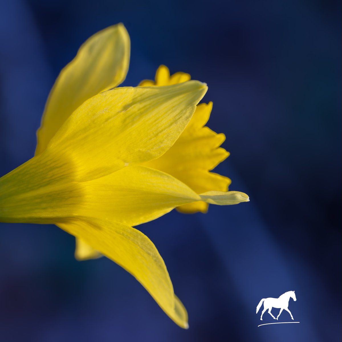 ChevalCharlotte's tweet photo. Simple
Beautiful
New
Ever-coming each year
And strengthening hope
The daffodil, our early promise of spring. https://t.co/64ncMNXb3U