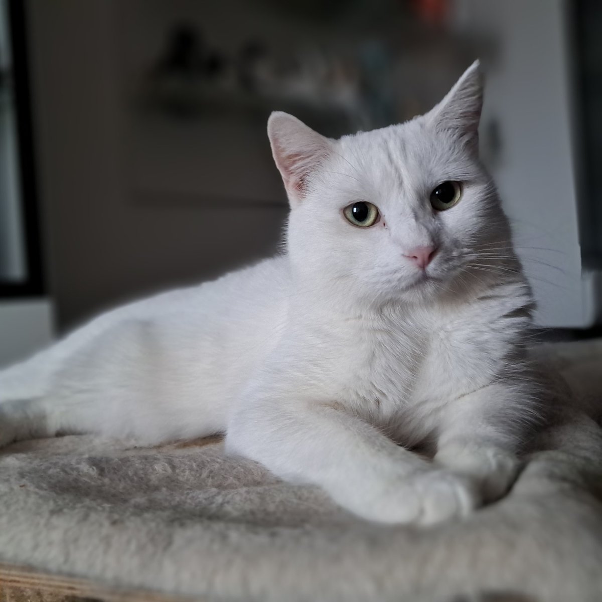 Serdecznie dziękujemy tym którzy wsparli zbiórkę na remont naszego sklepu "Pomagam" oraz zbiórkę Niechciane, niekochane. Zwłaszcza dziękujemy osobie, która pomogła zakończyć te zbiórki. Bardzo nas uradowało takie wsparcie. Dziękujemy.