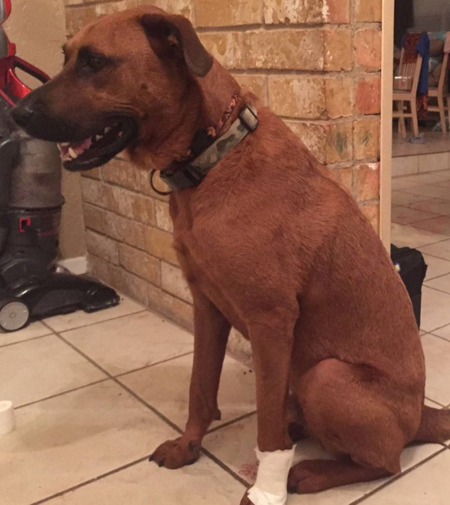 Our adopted mutt protected us from an intruder last night, is having minor surgery today.
Last night, someone tried to break into our home. We were in bed when we heard the window in our room shatter. Our dog jumped off the bed and ran across the room and leaped through the