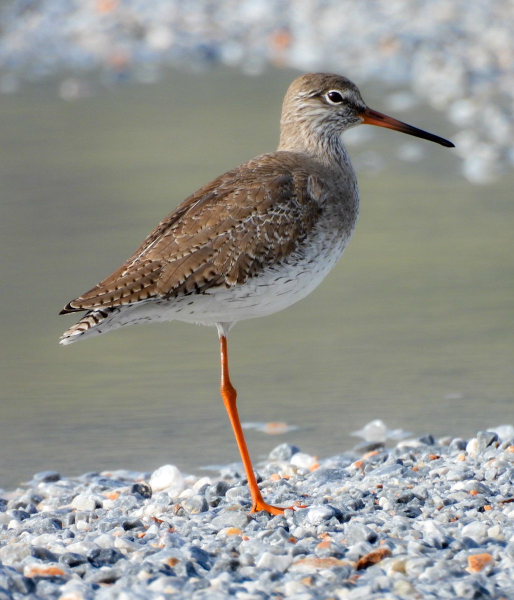 Kızılbacak (𝑻𝒓𝒊𝒏𝒈𝒂 𝒕𝒐𝒕𝒂𝒏𝒖𝒔) #hangitür