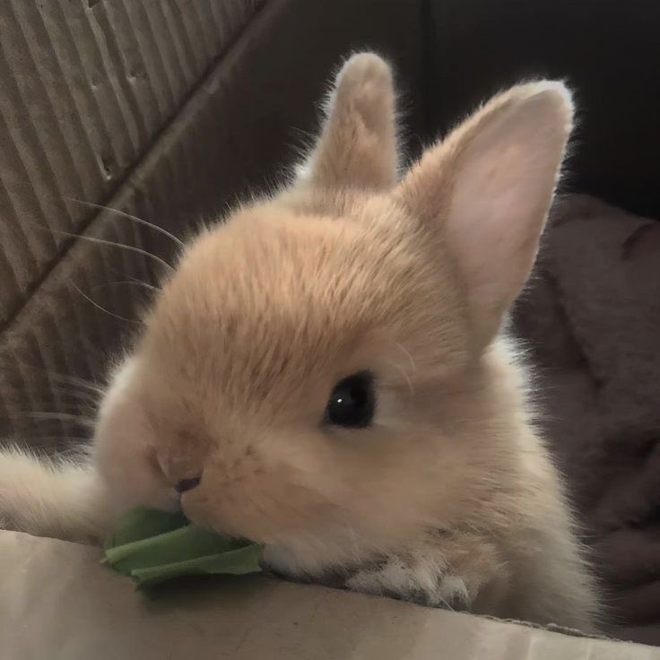 Bunnies (@bunnies) on Twitter photo 