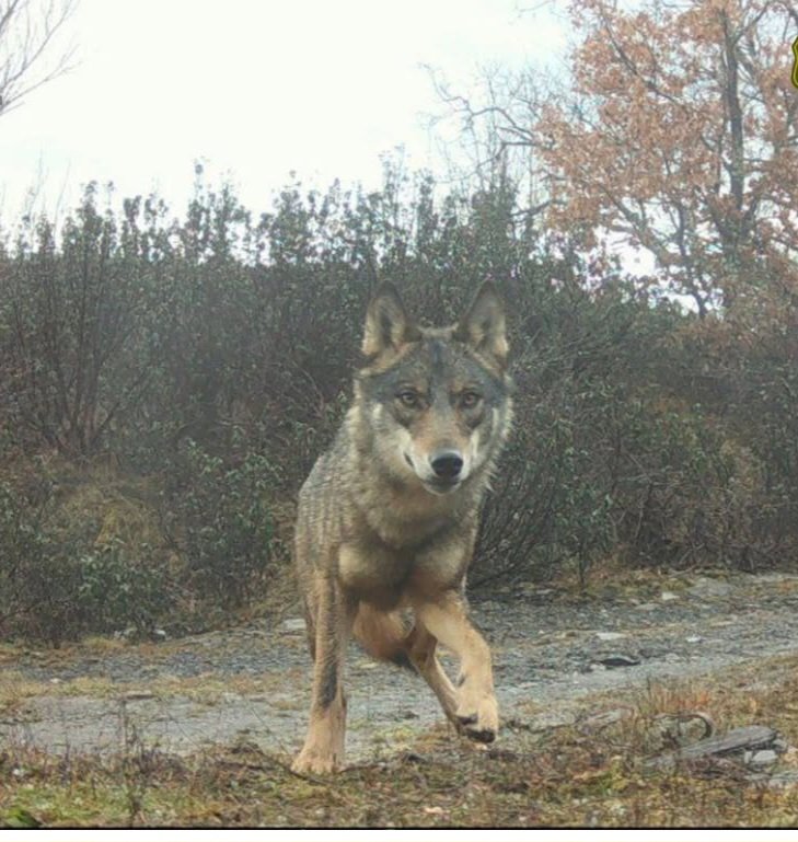 Güei ye un gran día.
Por ellos.
Llobu vivu llobu protexíu