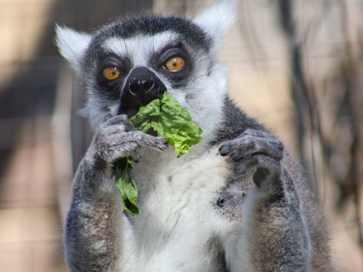 fortwaynezoo's tweet photo. Warning: incoming photos of ring-tailed lemurs enjoying snacks. May cause happy tears and extreme procrastination at work. https://t.co/4H1cjjHieD