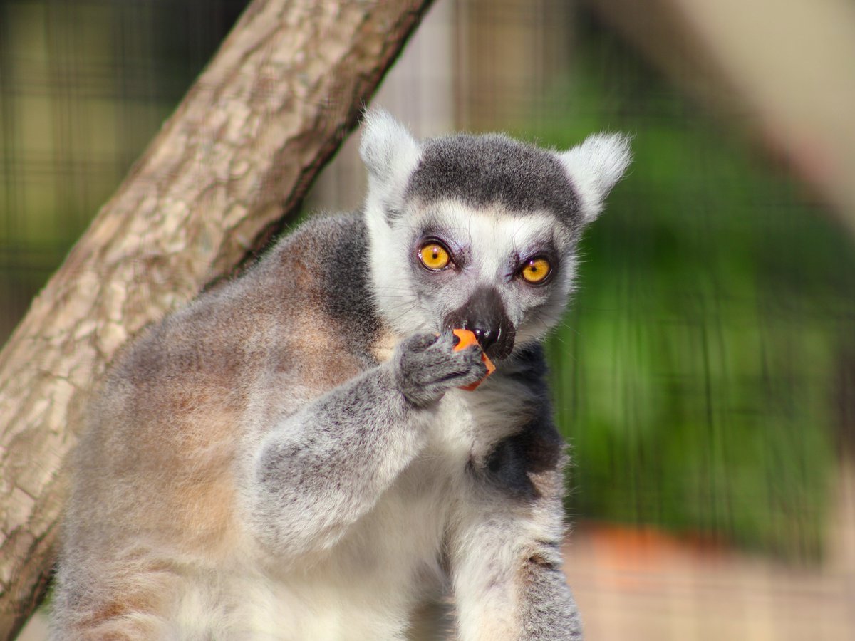 fortwaynezoo's tweet photo. Warning: incoming photos of ring-tailed lemurs enjoying snacks. May cause happy tears and extreme procrastination at work. https://t.co/4H1cjjHieD