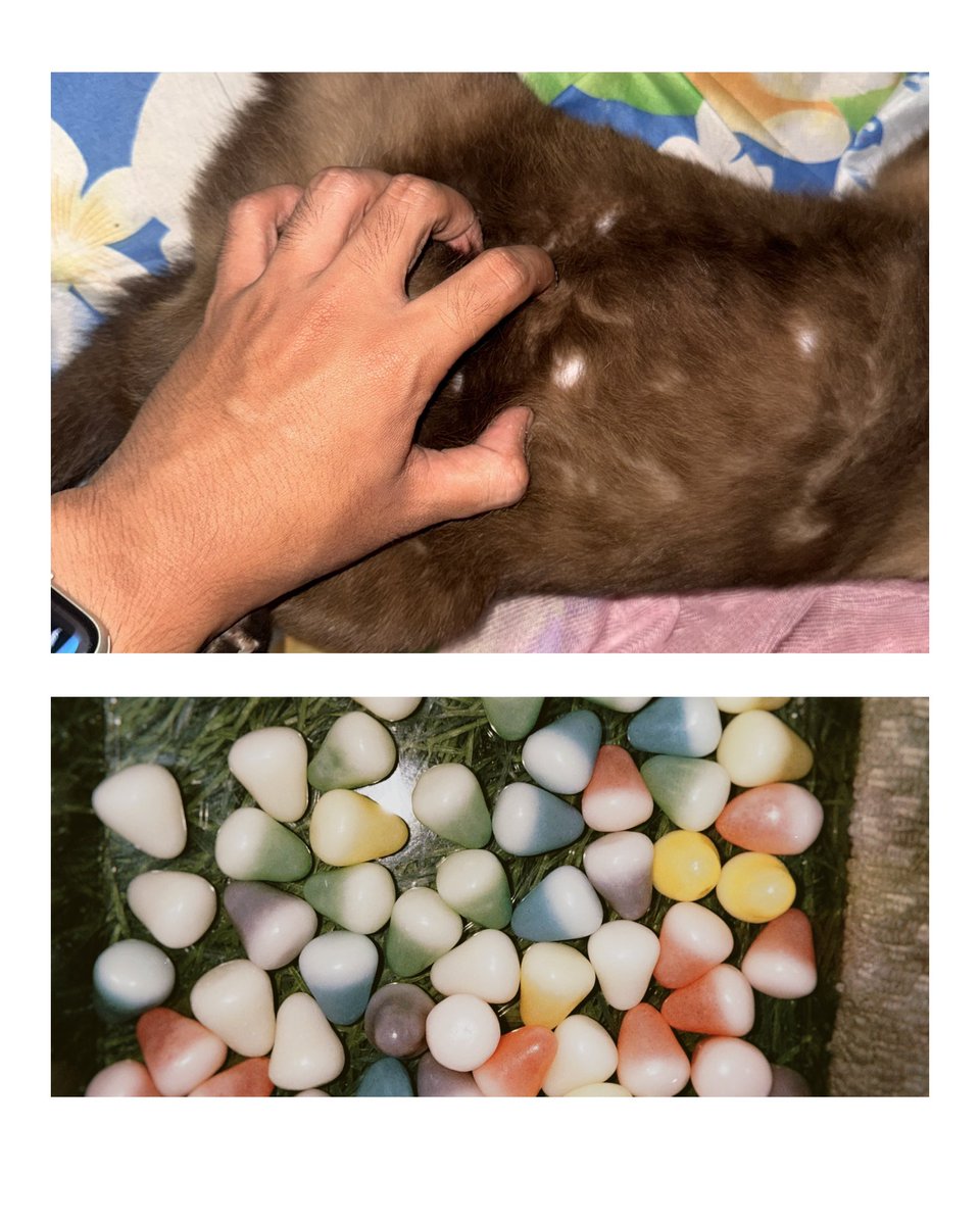 for finding Babe tweet media