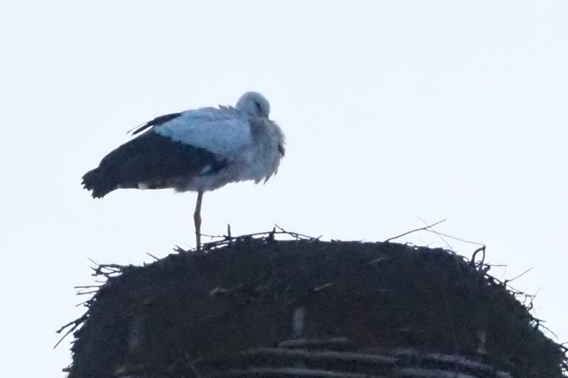 16.02. Die Störchin wartet