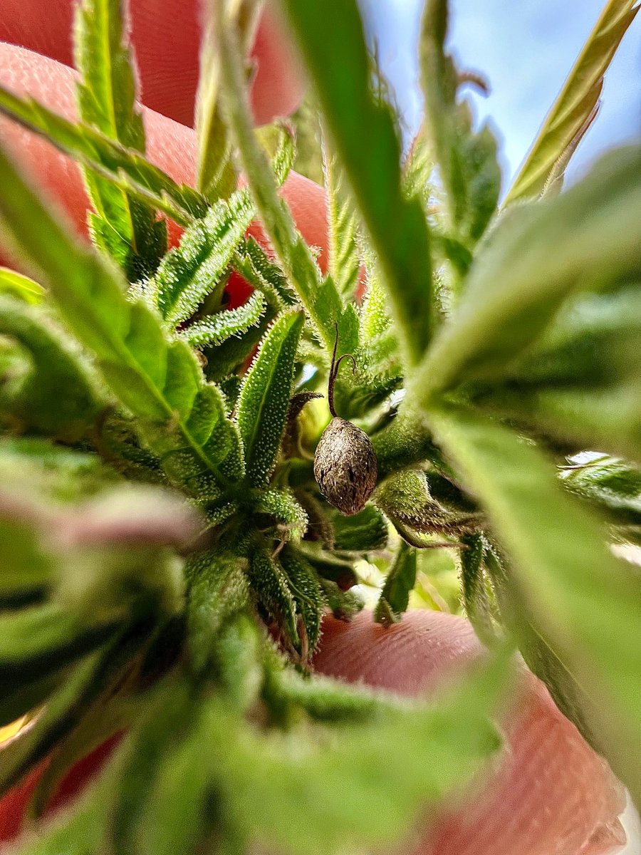 LandraceBureau's tweet photo. 🥷🏻Ever wondered what goes into preserving cannabis heritage? At @LandraceBureau strain hunting and pheno hunting are our passion—meticulous quests for genetic gold. 🧬🪴 

🌱🏹Strain Hunting: This is the adventure of sourcing pure landrace genetics from their native regions (think remote valleys in Kathmandu or Kazakhstan). We trek, network with locals, and ethically collect seeds from wild or heirloom populations.  The goal? Capture untamed traits lost in modern hybrids—raw potency, unique terpenes, and environmental adaptations.    

Pheno Hunting: Once we have seeds, it's lab time! We germinate hundreds, growing them out to observe phenotypes—the visible expressions of genetics. It's like a genetic galaxy. We select based on key traits:   

Flavor: Hunting terpene profiles that pop—earthy, fruity, spicy, or fuel-like. We taste-test (responsibly!) for complexity and balance.  

Structure: Ideal architecture: Compact bushes for indoors, tall sativas for outdoors. Strong branching, dense buds, and resin coverage matter. 

Vigor: Fast-growing, healthy plants that thrive vigorously from seedling to harvest. No weaklings here—resistant to stress, with explosive growth.  

Resilience: Survivors that shrug off pests, mold, drought, or cold. In a changing climate, this is crucial for sustainable cultivation.  

🚀 We're 100% fueled by your support and every purchase helps! 🔁 Repost to help us have a greater impact on preserving the landrace cannabis gene 🧬 pool. https://t.co/tdZiMW57QC 
#cannabisculture