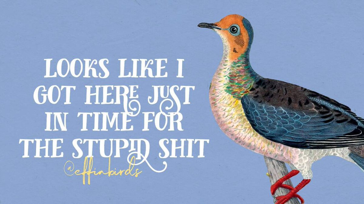 Effin' Birds (@effinbirds) on Twitter photo 