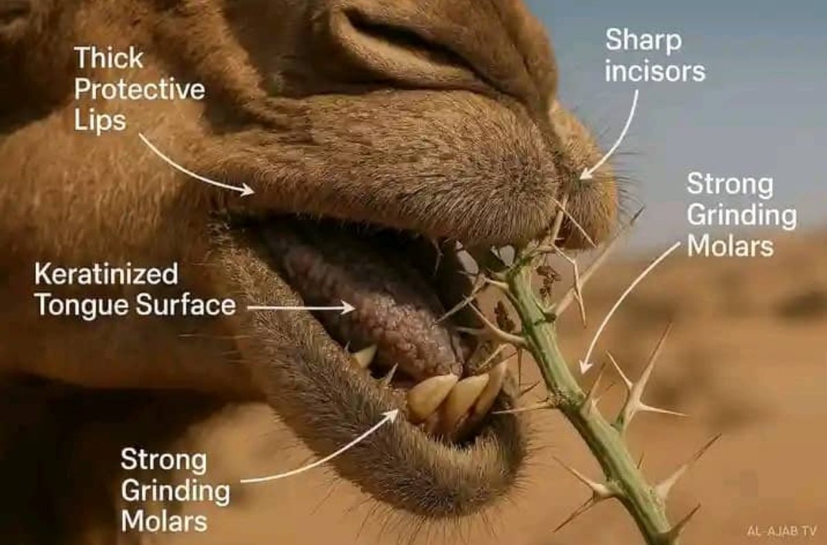 Subhanallah!
 "Do they not look at the camels, how they are created?". (Surah Al-Ghashiyah 88:17