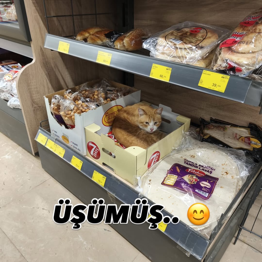 Şu rezalete bir dur diyecek yok mu? Temiz ürün alma hakkımız gasp ediliyor. Kedi dışkısı bulaşık ambalajla ekmek alınır mı? 😳 Markette kedinin markette fareden ne farkı var? 
#markettebaşıboşolmaz