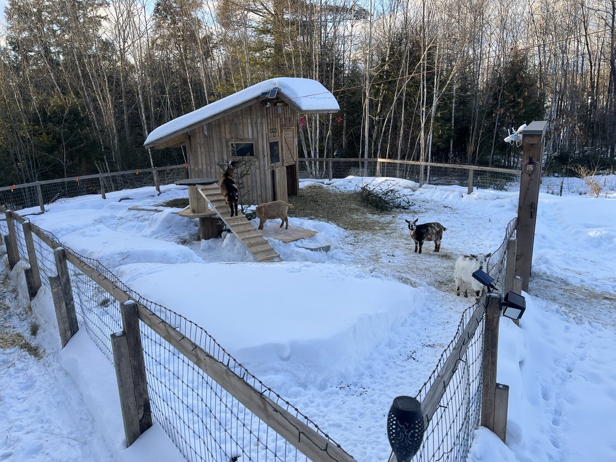 wickedwittydude's tweet photo. @Hot_Pepper76 Good afternoon from middle Maine. 
#OnlyGoats https://t.co/aXU5xp5Wj1