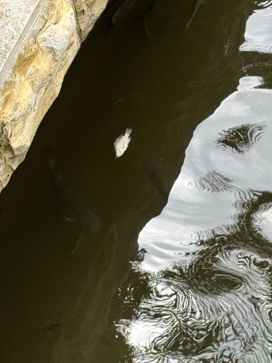 Yo tratando de enseñarle a mi bff sobre mi pais 

Los hp peces: