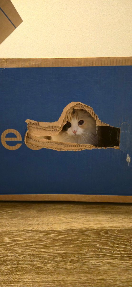 Never had a mattress mailed in before. Faye approves of the box. 😂 <a href="/nectarsleep/">Nectar Sleep</a>