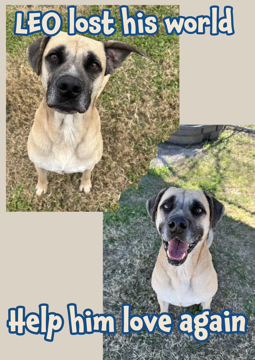 🆘After 6yrs LEO’s family didn’t want him 4 Christmas
So they dumped him like HE meant NOTHING🤬
NOW this Magnificent Great Dane’s TIME is UP☠️☠️☠️ #A326015
Arrived anxious but sweet, friendly w/staff
Playgroup? He growled, stiffened, terrified
Of course he did