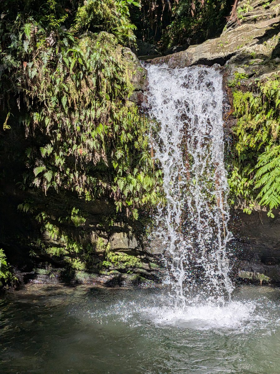 Shanti Pinto, MD, MSCS tweet media