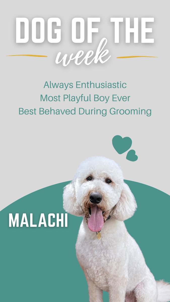 FacesofChaChas's tweet image. Congrats, Malachi! 🎉🏆 #dogoftheweek #eastsacramento #dogdaycare