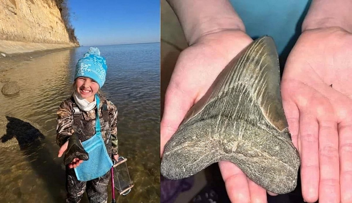Molly, una niña de 9 años, recibió un kit de búsqueda de fósiles para Navidad y solo media hora después encontró un diente de megalodón de hace 20 millones de años.