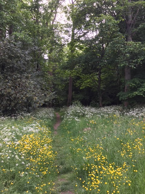 At the end of March, work is planned to remove 14 trees from the wooded 'triangle' bordered by Bois Lane, Glebe Way and North Road. The trees have been inspected by a professional and were discovered to have irrecoverable ash-dieback disease. (New trees will be planted).