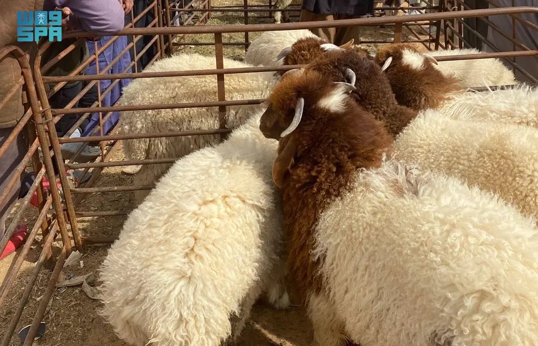 NorthborderSA's tweet image. أسواق الماشية في الحدود الشمالية تشهد نشاطًا متزايدًا مع قرب شهر #رمضان .

spa.gov.sa/N2513880