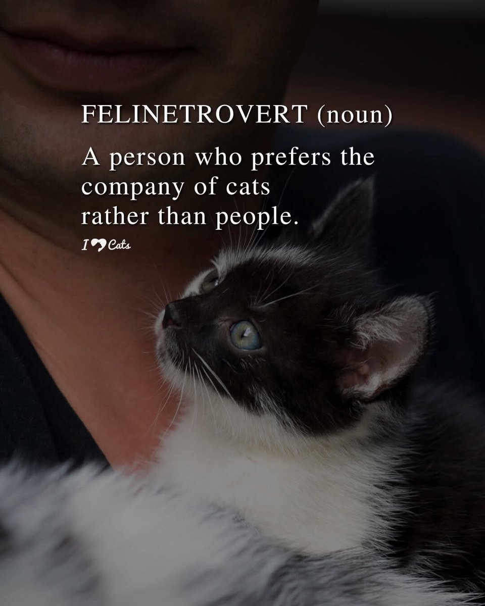 catsareblessing's tweet photo. FELINETROVERT https://t.co/xYrHyzE2Yo