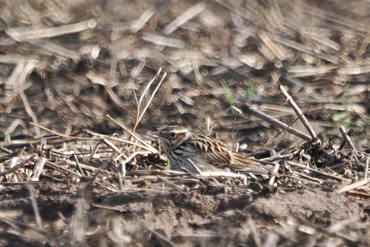 penningtonunst's tweet photo. Woodlark, Gosford, 16 February 2026 #birdinglothian https://t.co/5i7QChVaLW