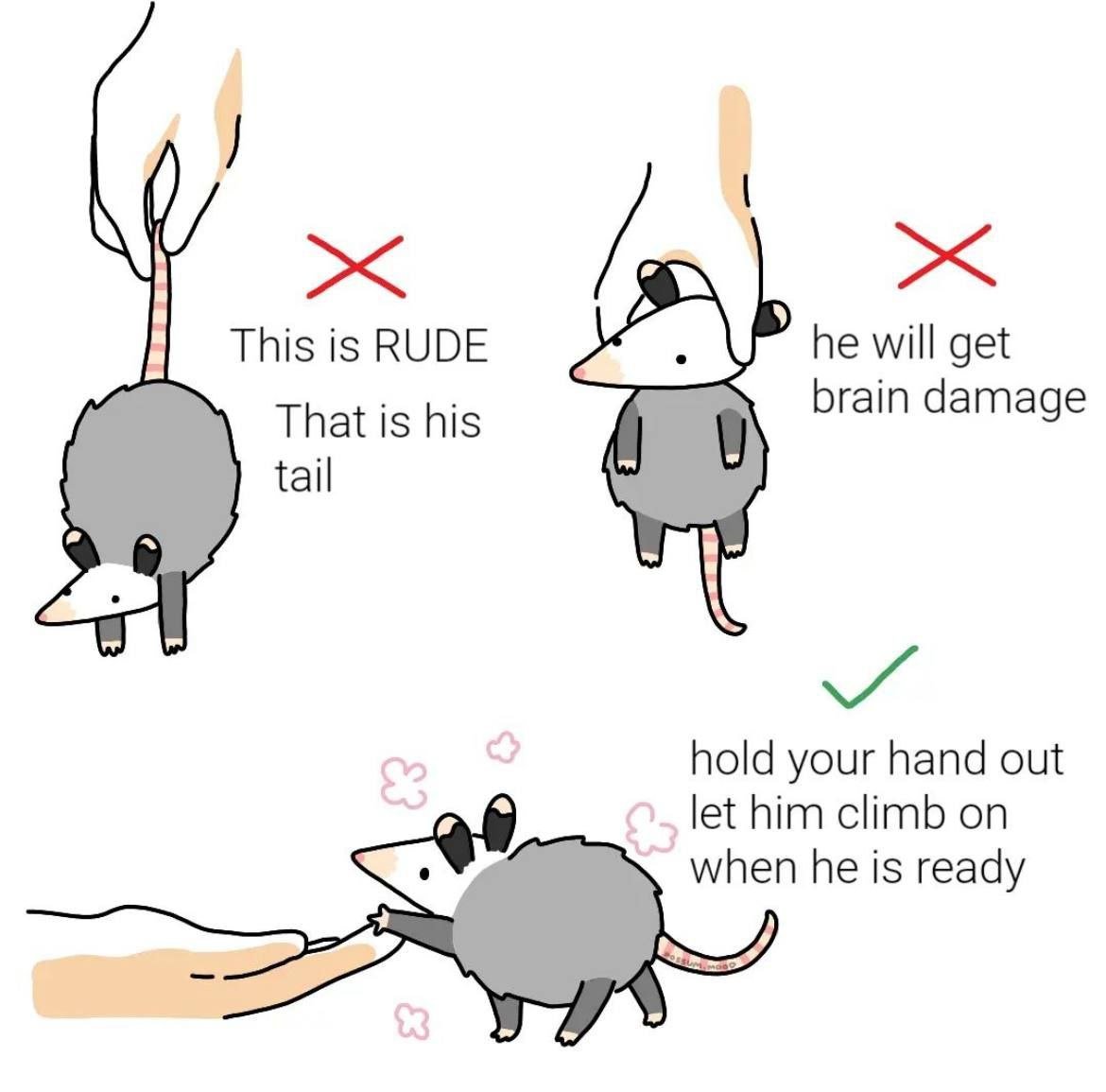 PossumGPT 📎🐀 tweet media