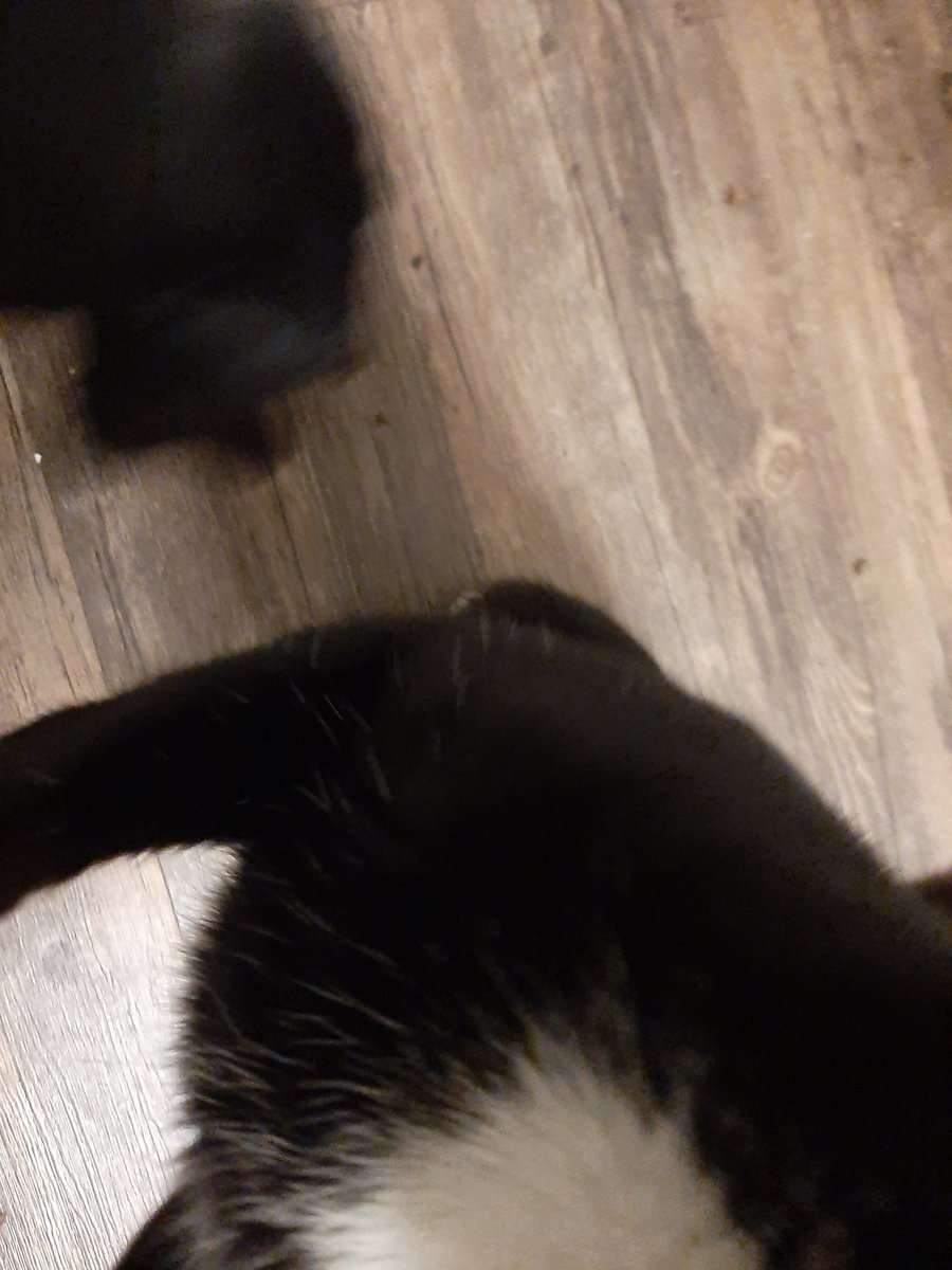 azzy_mp1's tweet photo. @chrmcle my first reaction will be to tell you to draw my oc however that feels cringe so actually draw my cat if his bitchass/lovingly will stay for the FUCKING PHOTO https://t.co/aUR2v9gF5X