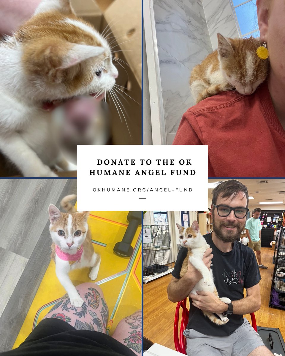 okhumane's tweet image. Meet Phillip (dog) &amp;amp; Sebastian (cat)! These angels were saved thanks to the donations we received through the OK Humane Angel Fund. 
✨
Learn more or donate at okhumane.org/angel-fund