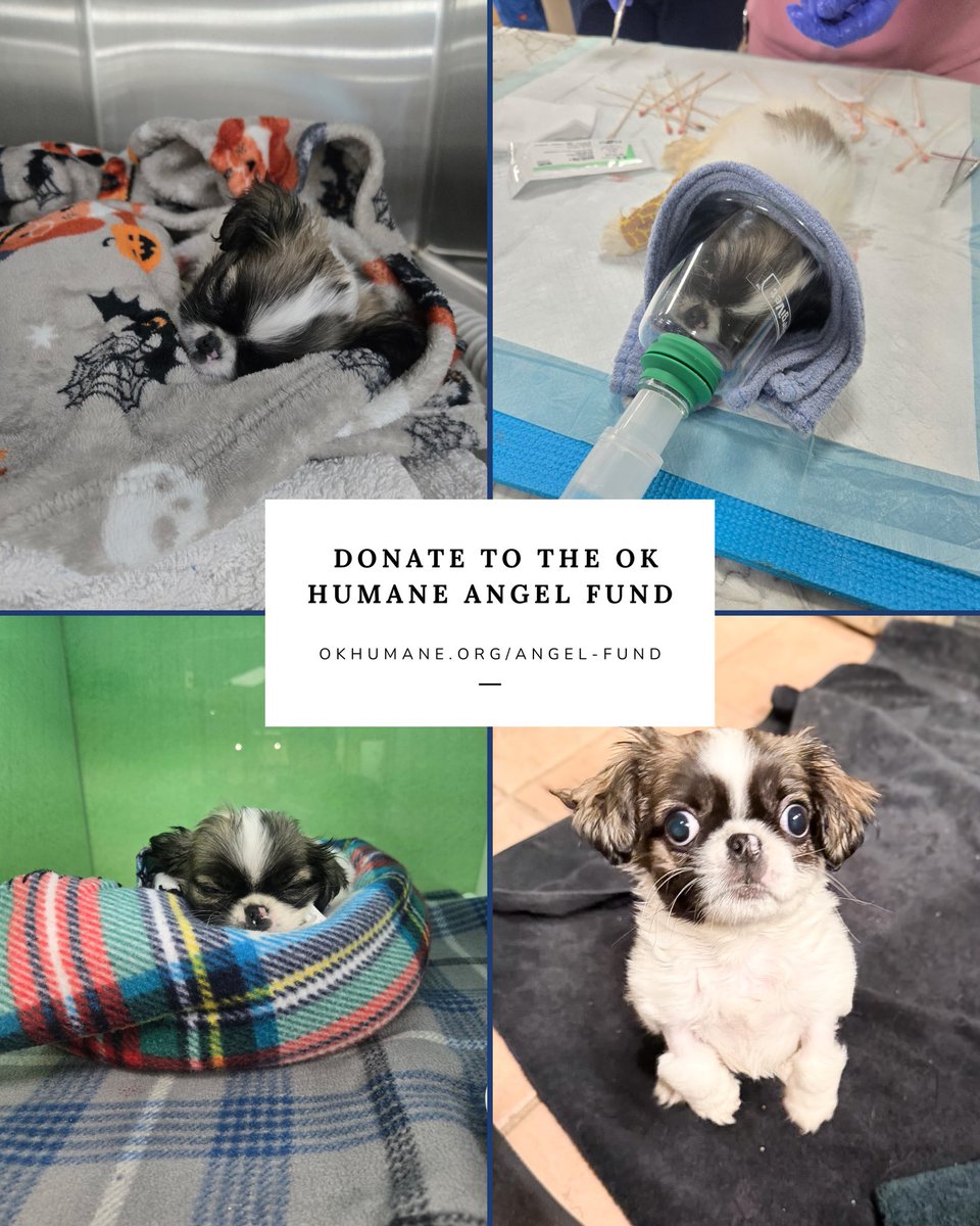 okhumane's tweet image. Meet Phillip (dog) &amp;amp; Sebastian (cat)! These angels were saved thanks to the donations we received through the OK Humane Angel Fund. 
✨
Learn more or donate at okhumane.org/angel-fund