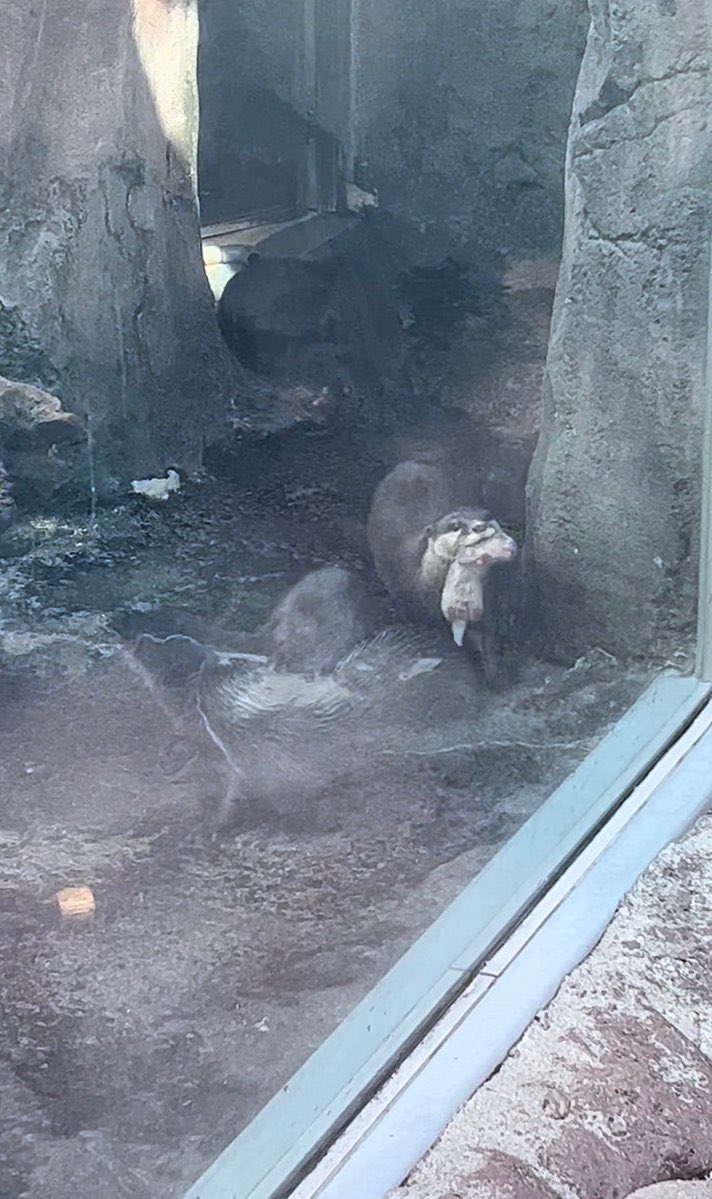 Indie 505 tweet media