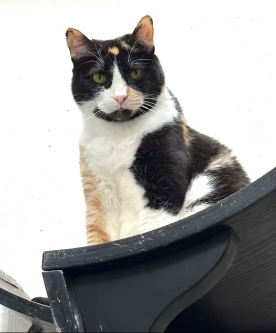 🙏🏽PLEASE SHARE
🌼Playful, Sweet 3.5YO #Calico Kitty "LUX"🌼
📣Needs A🏘#FureverHome🏘
▶4 INFO adoptrescuecatsinca.com
🙏🏽#Adopt #AdoptDontShop #AdoptMe
#Acampo, #CA #SanJaoquinCounty #Lodi
✅CATS✅Kids <a href="/AdoptRescueCats/">Adoptable Rescue Cats in California</a>
#RehomeHour #US #CATS