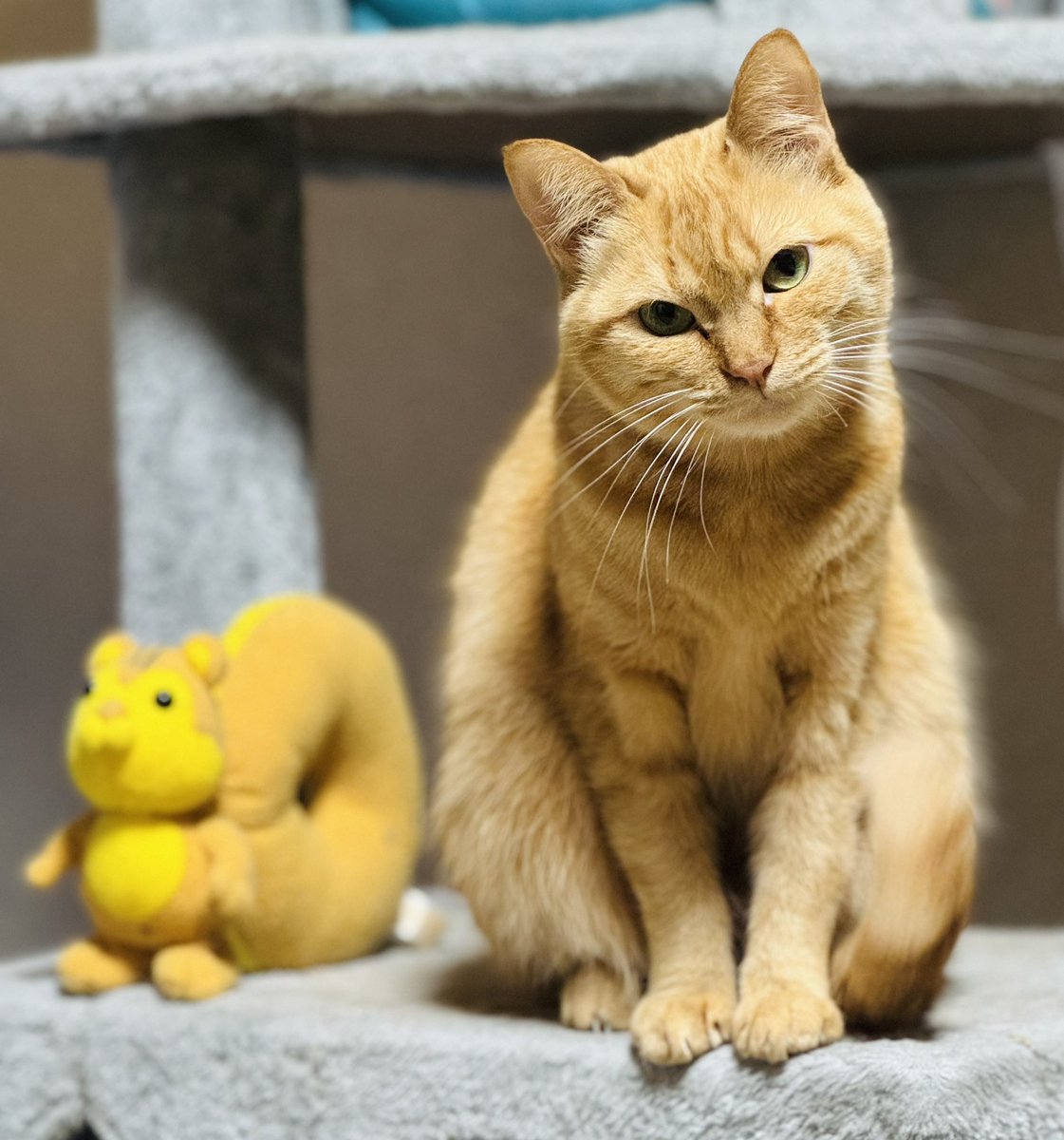 playloud_sinpei's tweet image. おはようございます(*´꒳`*)🇺🇸

今朝はTOTO⚔️

当時洋楽入りたてもあってメタル以外もよく聴いてました
よく売れたのがわかるホントに素敵なアルバムですね
(๑&amp;gt;◡&amp;lt;๑)b💯

今日も頑張っていきましょう〜！
ヾ(*･ω･*)o

#toto 
Rosanna (Official HD Video)
youtu.be/qmOLtTGvsbM?si…