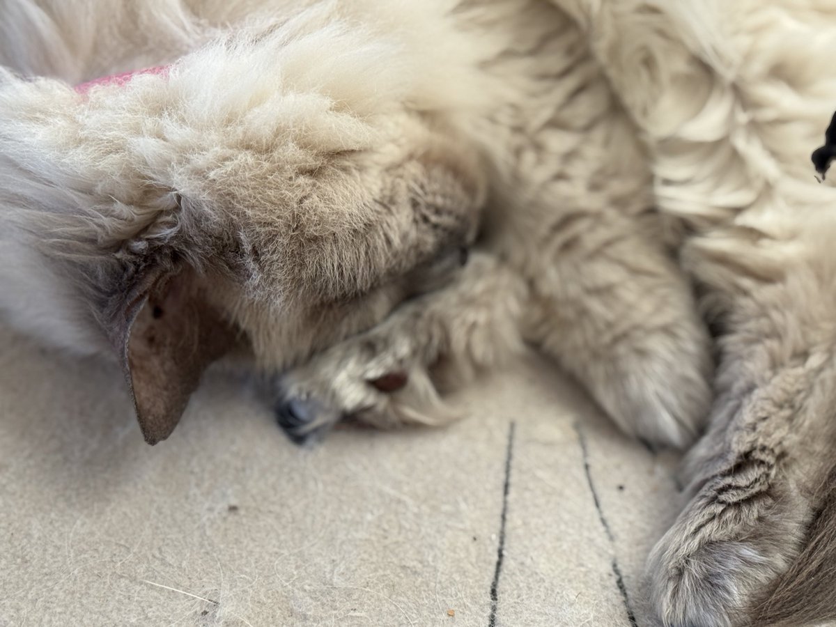 Mitchell Bowker tweet media