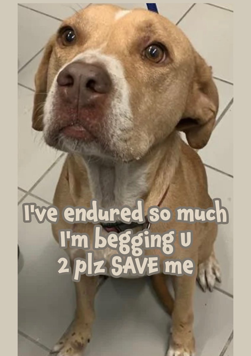 💔TITAN’s shattering story
🆘Facing IMMINENT EU
Gentle soul 6yo Pit mix #A359433 &amp; his friend were tied to a🚍bench, abandoned by SOB owner🤬
TITAN witnessed his friend killed by bus B4 AC pickup😭
He’s lost everything yet still loves despite trauma
Don’t let him lose his life