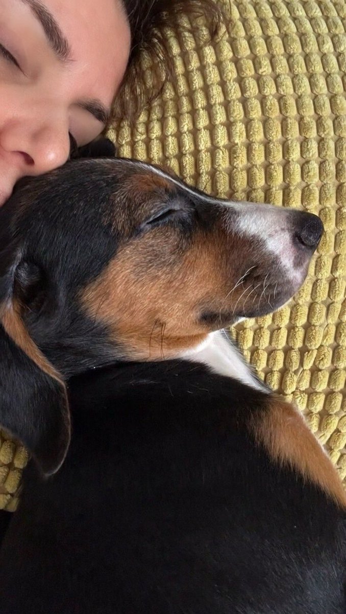 Mochi, terk edildiğinden beri yani yaklaşık 8 gündür benimle.
Ve her geçen gün biraz daha bağlanıyor…
peşimden ayrılmıyor, kucağımda uyuyor, gözlerimin içine bakıyor.

Biliyorum ki zaman geçtikçe ayrılık onun için çok daha zor olacak.
Bu yüzden daha fazla alışmadan, daha fazla