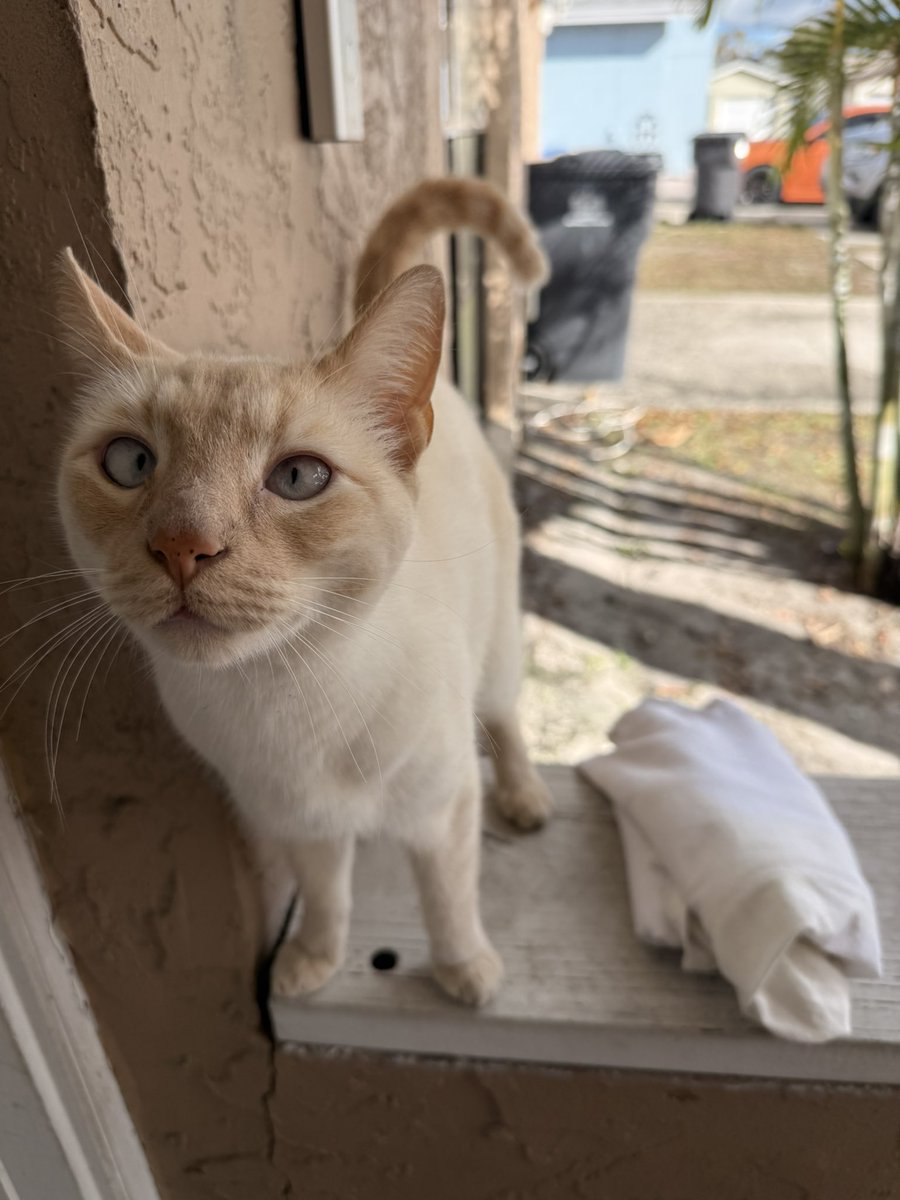 everyone say hi to my local neighborhood cat coco :3