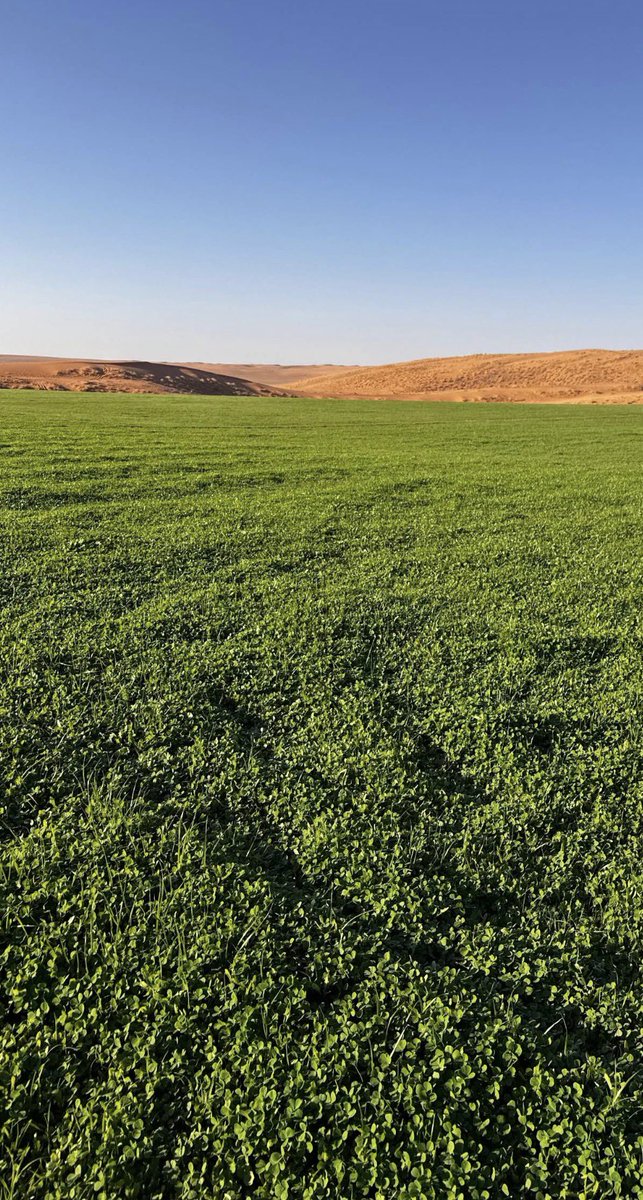 خلاوي tweet media