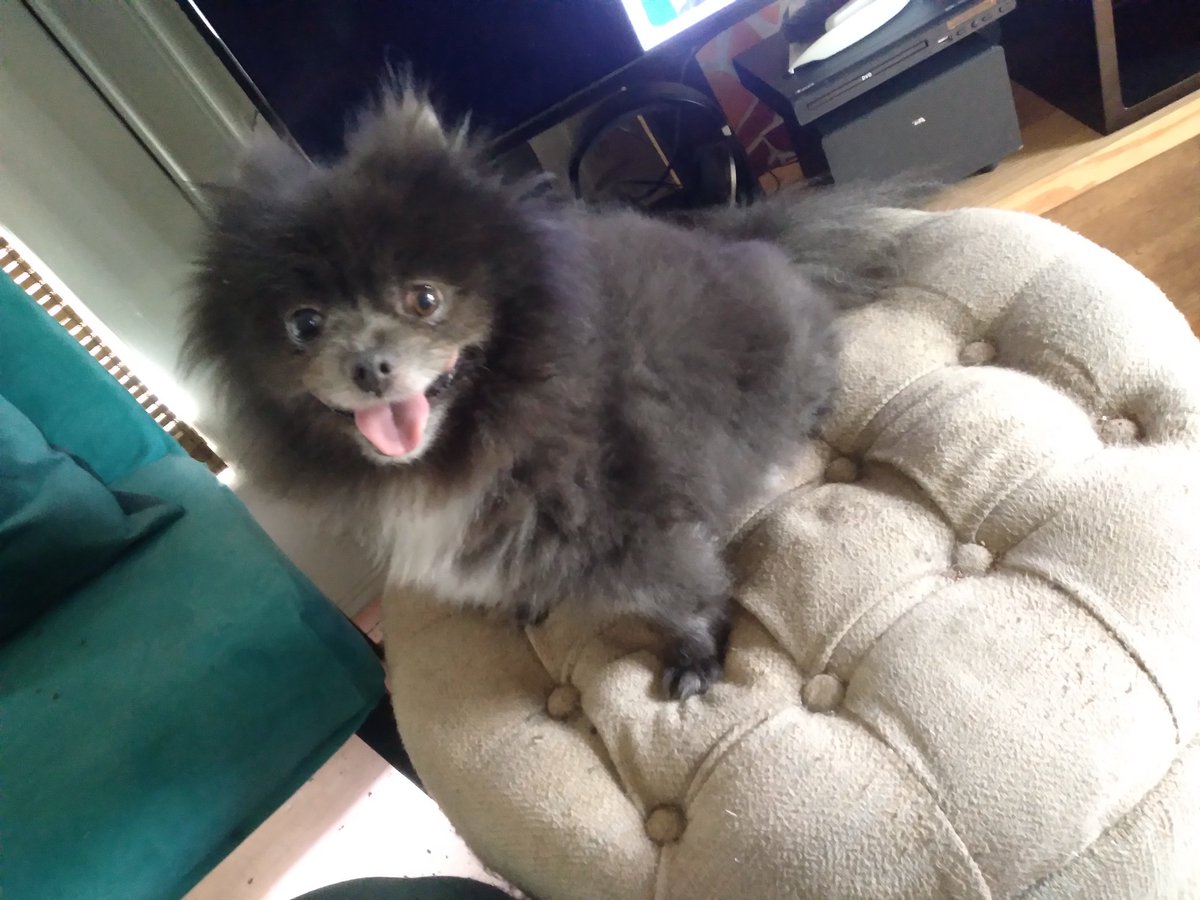 KingFar19701120's tweet photo. Many people are saying that I should be leader of the free world.  Really,  they are. #PresidentsDay #MondayVibes #DogsKnow https://t.co/icDrmxBck6