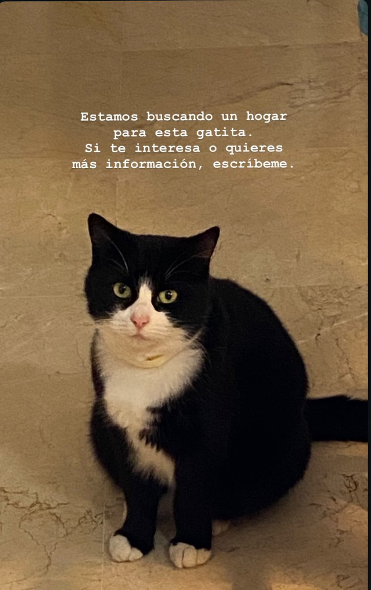 eleena_bc's tweet photo. Es cariñosa y bonita😻 https://t.co/grGOSw0pTH