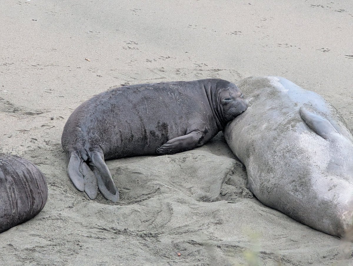 Monica S. tweet media